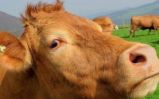 牛走了吗当前处于牛市什么阶段？