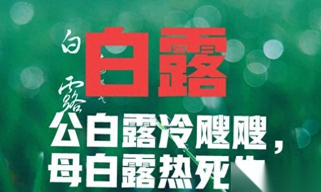 “公白露冷飕飕，母白露热死牛”，今年白露是啥 有啥说法
