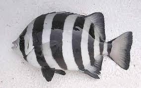 条石鲷幼鱼有哪种习性