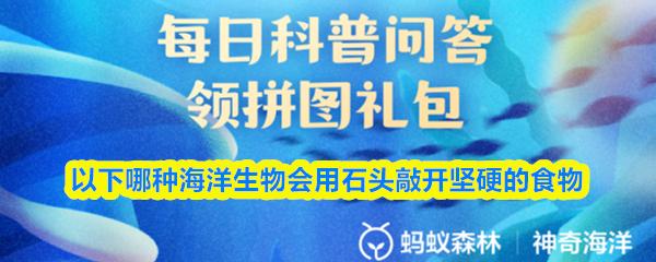 以下哪种海洋生物会用石头敲开坚硬的食物