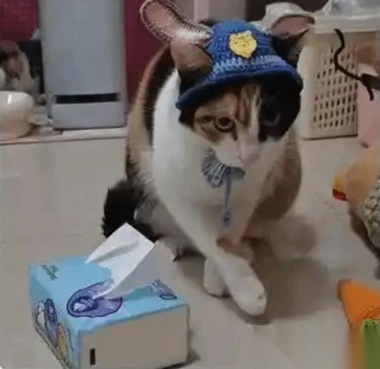 萝卜纸巾猫 爆火现象解析 多地文旅账号积极接流量热潮